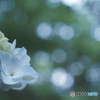 「FIRST TAKE」