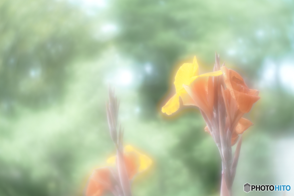 「Canna lily」