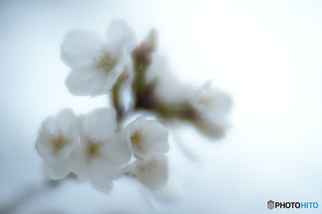 「桜」