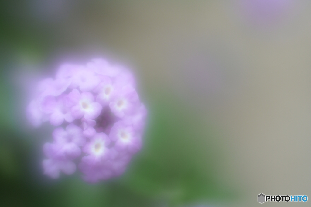 「Lantana montevidensis」