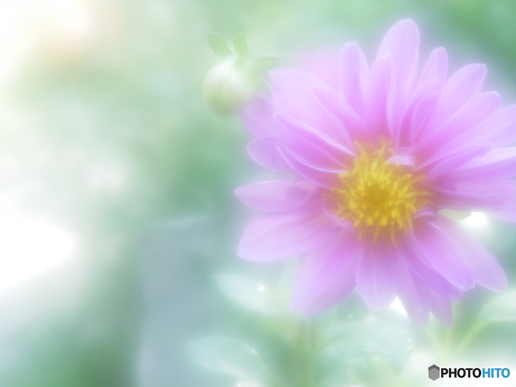 「Dahlia」