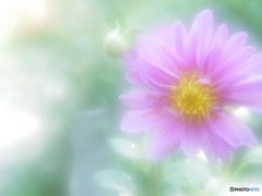 「Dahlia」