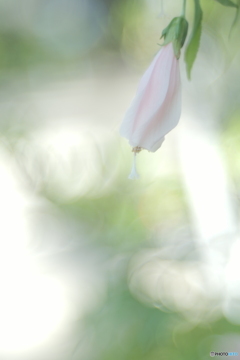 「頷き姫芙蓉」