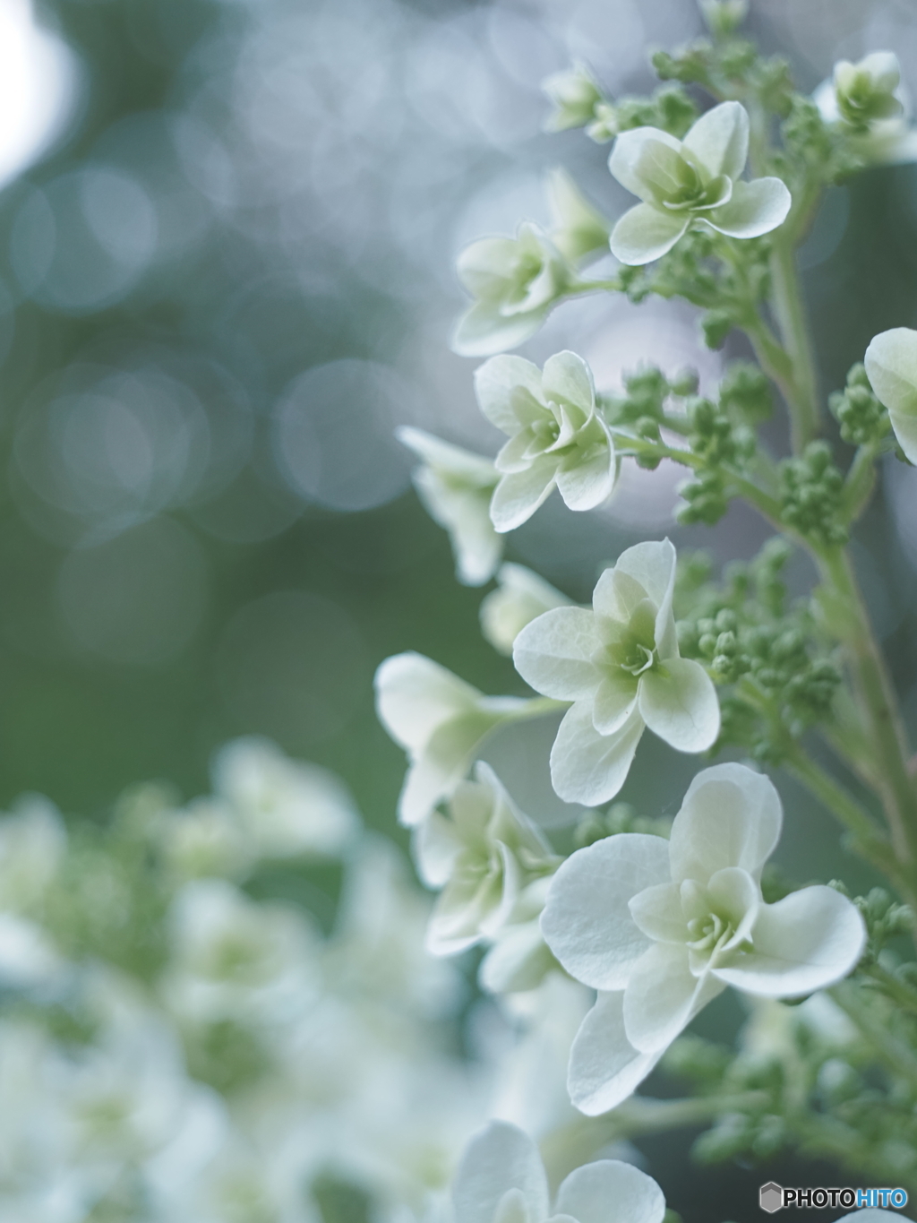 「柏葉紫陽花」