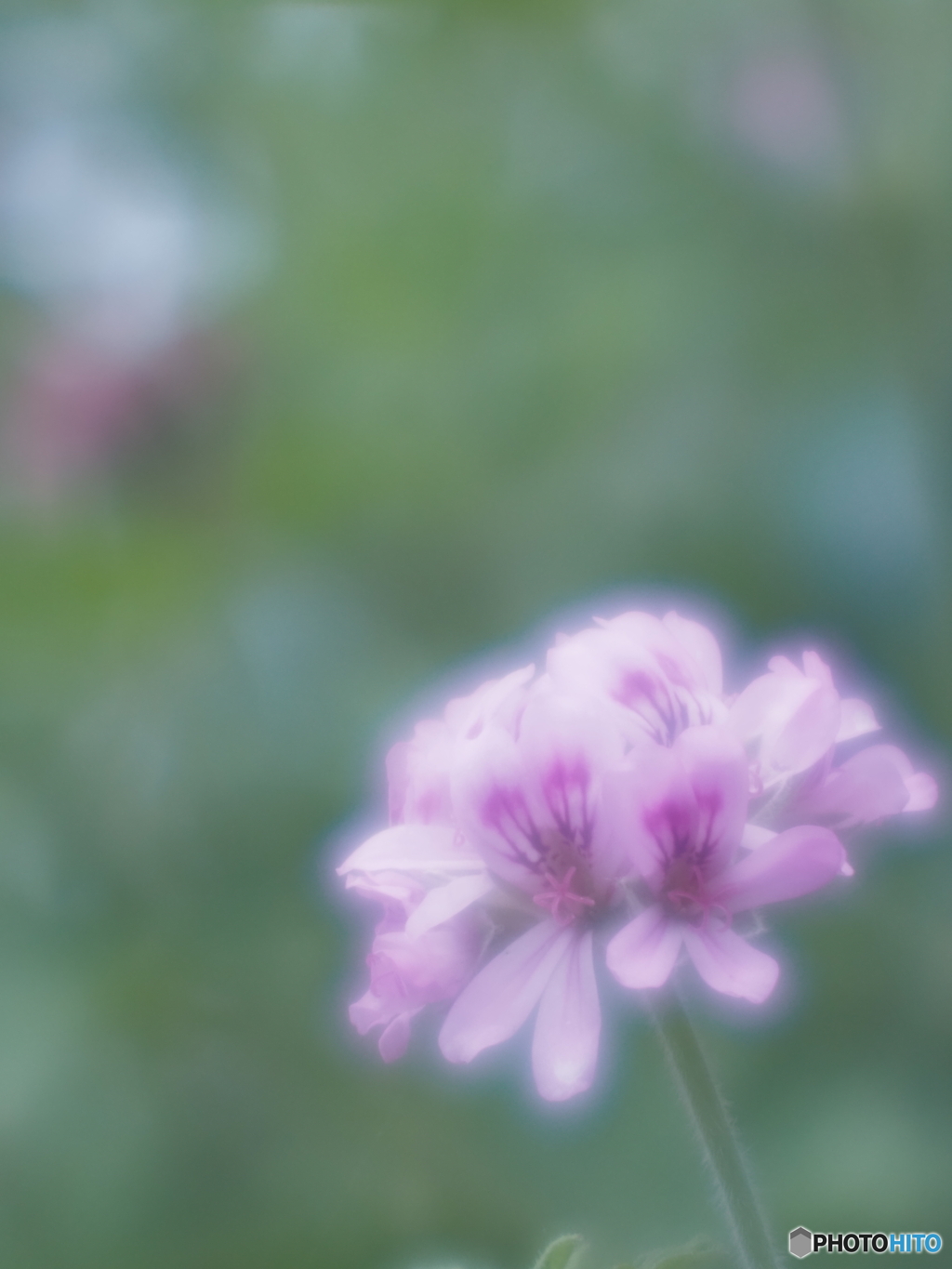 「Pelargonium graveolens」