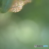 「秋の香り」
