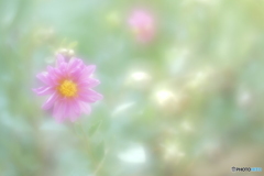 「花束のかわりにメロディーを 」