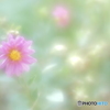 「花束のかわりにメロディーを 」