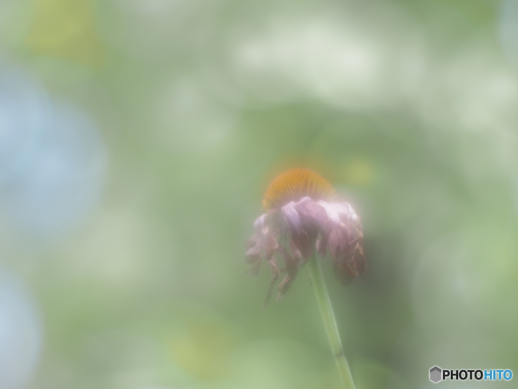 「Echinacea」
