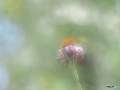 「Echinacea」