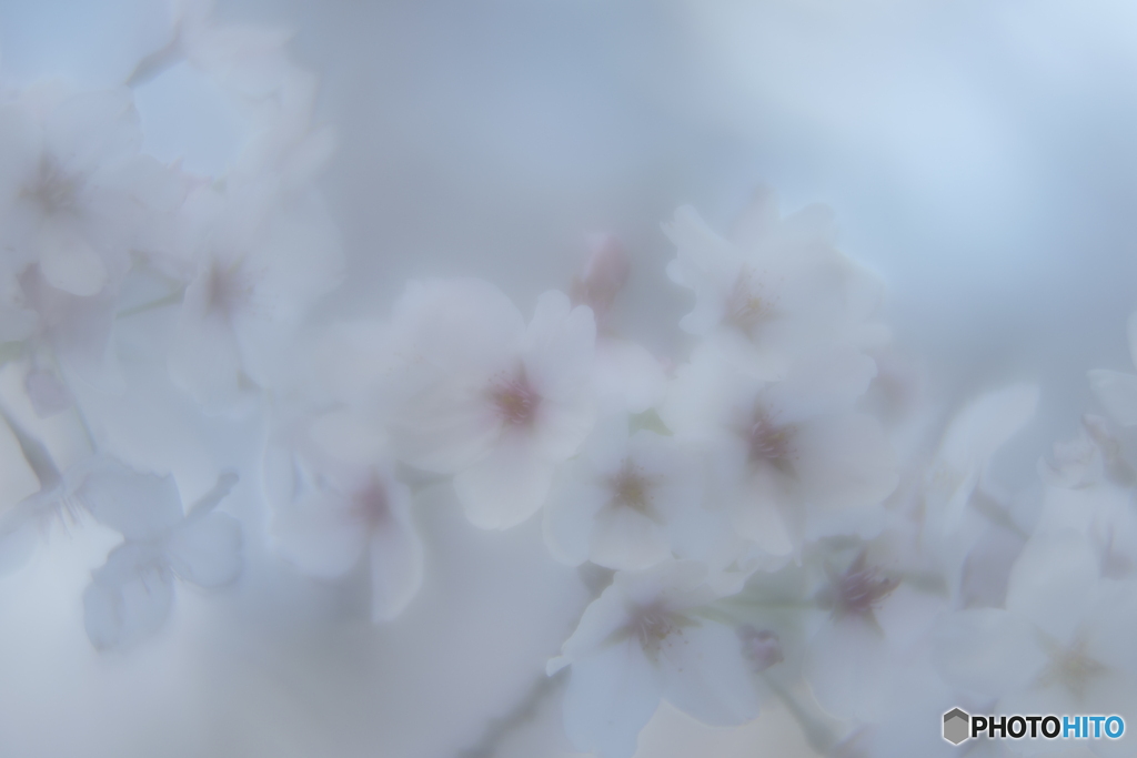 「染井吉野」