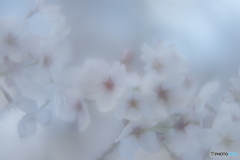 「染井吉野」