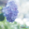 「何時もの・・・」