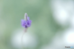 「Lavandula pinnata」