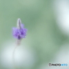 「Lavandula pinnata」
