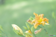 「萱草」