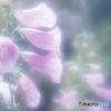 「Foxglove」