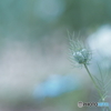 「蕾」