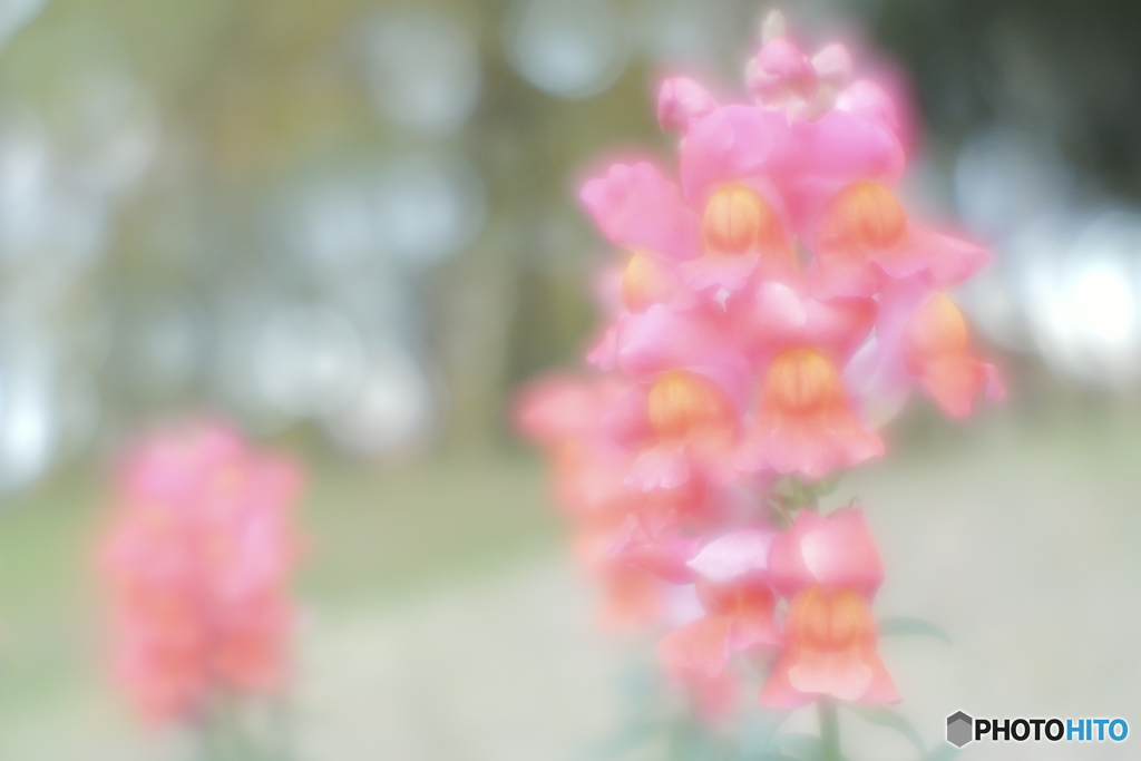 「六櫻社 パーレット 75mm」