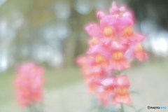 「六櫻社 パーレット 75mm」