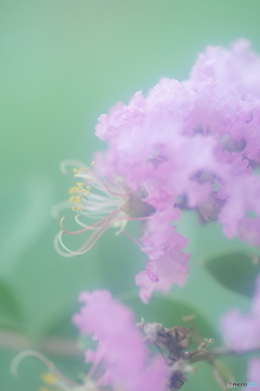 「紫薇」