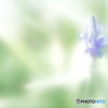 「茎消しの術-Ⅱ」