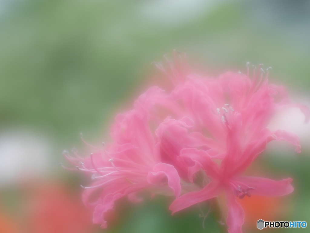 「姫彼岸花」