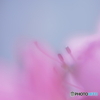「Satuki azalea」