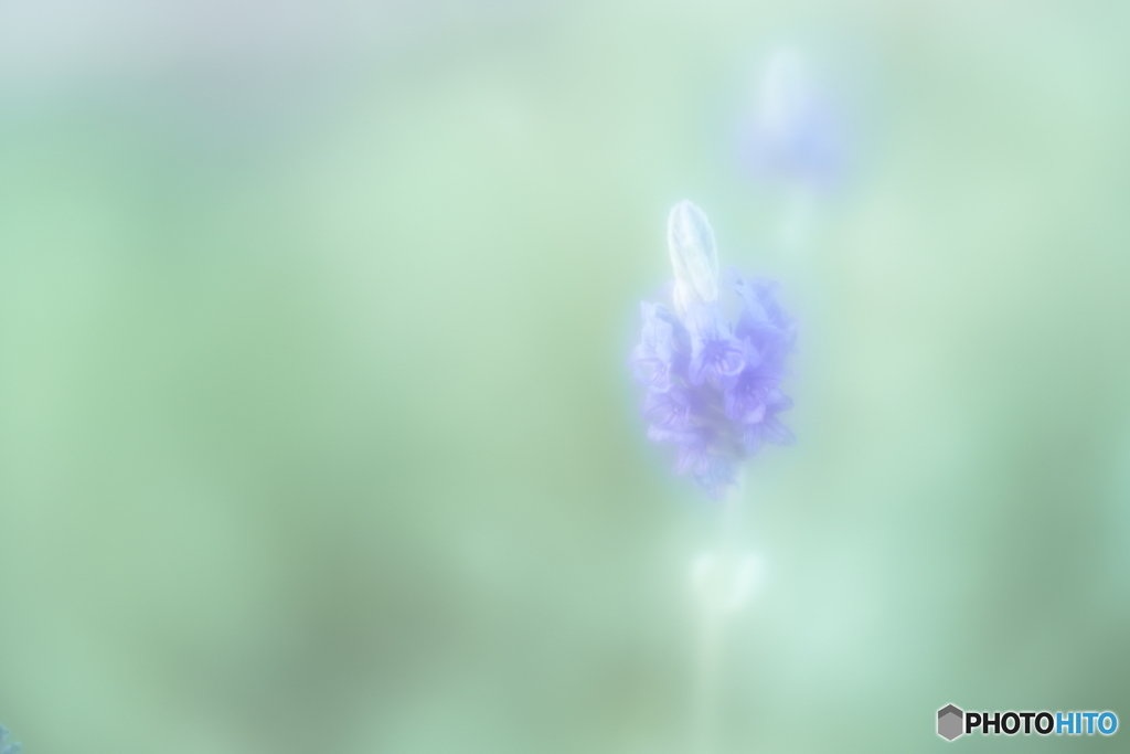 「努力 未来 A BEAUTIFUL STAR」