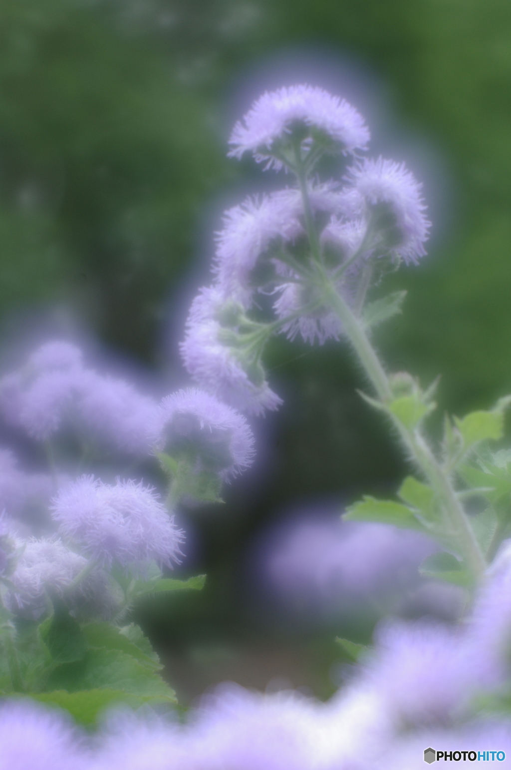 「霍香薊」