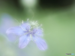 「Nigella」