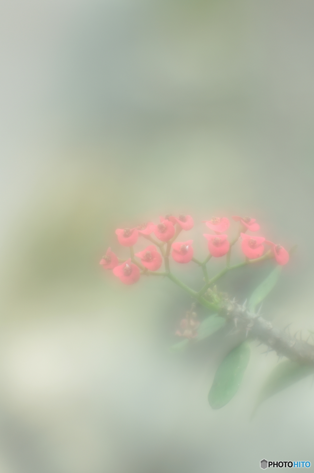 「霧の中の花キリン」