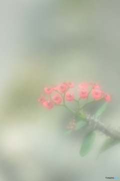 「霧の中の花キリン」