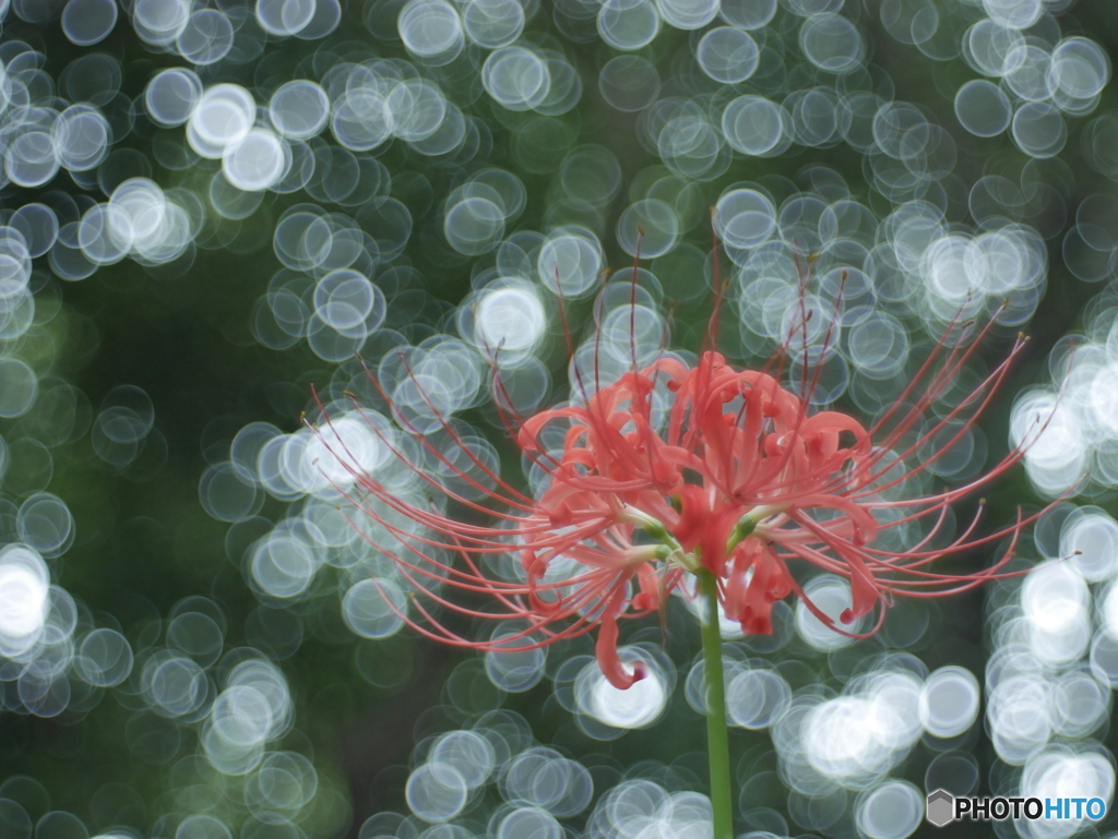 「長月の華」