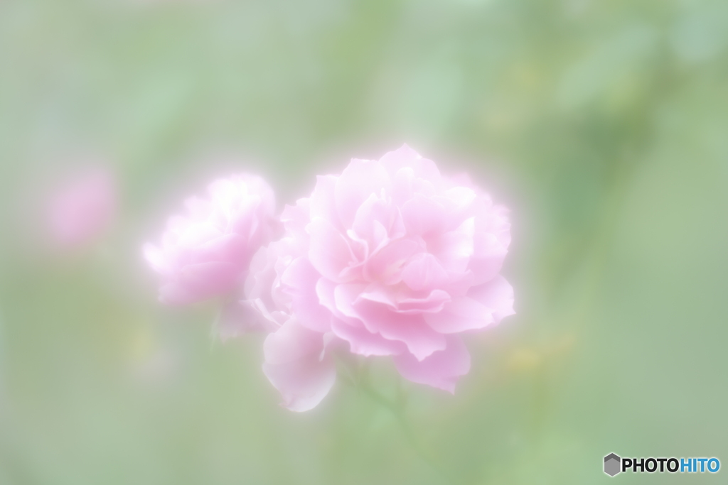 「あおい」