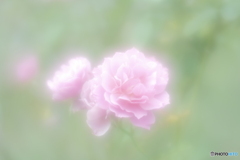 「あおい」