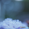 「霍香薊」