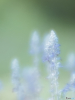 「Blue salvia」