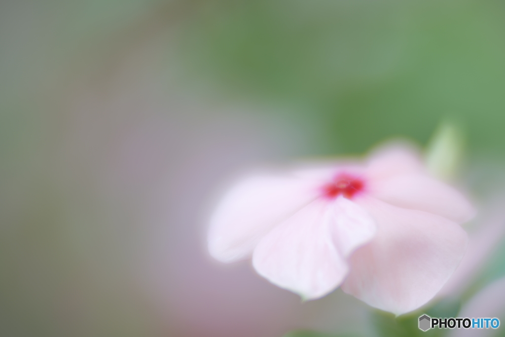 「Catharanthus roseus」