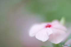 「Catharanthus roseus」