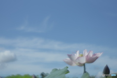 「平池緑地公園」