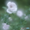 「Blue Bajou」