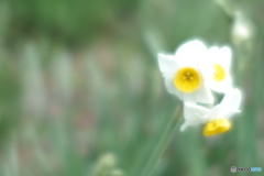 「Narcissus」