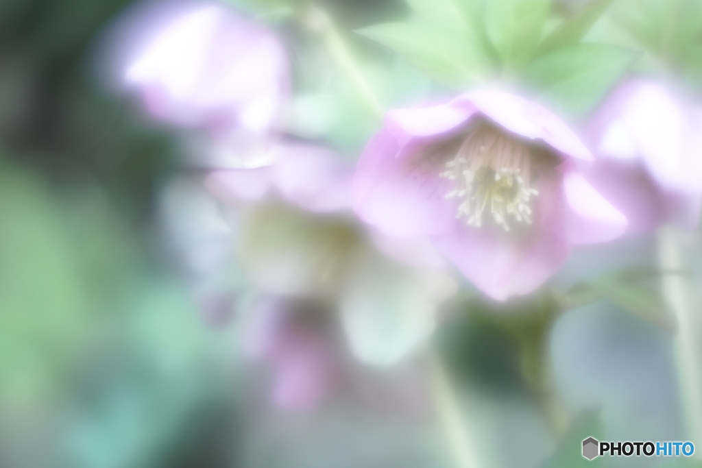 「Helleborus」