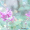 「ローズリーフセージ」