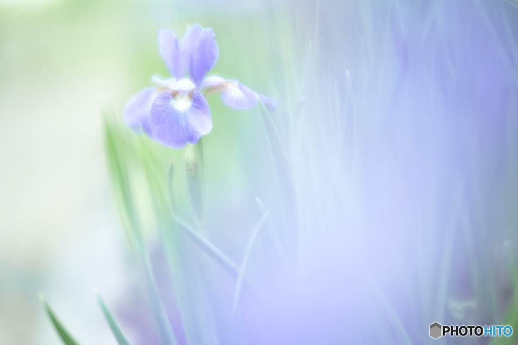 「Siberian iris」
