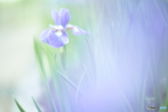 「Siberian iris」