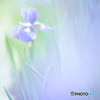 「Siberian iris」