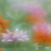 「カムフラージュ」
