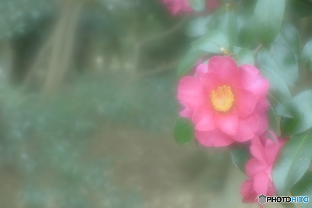 「Camellia sasanqua」